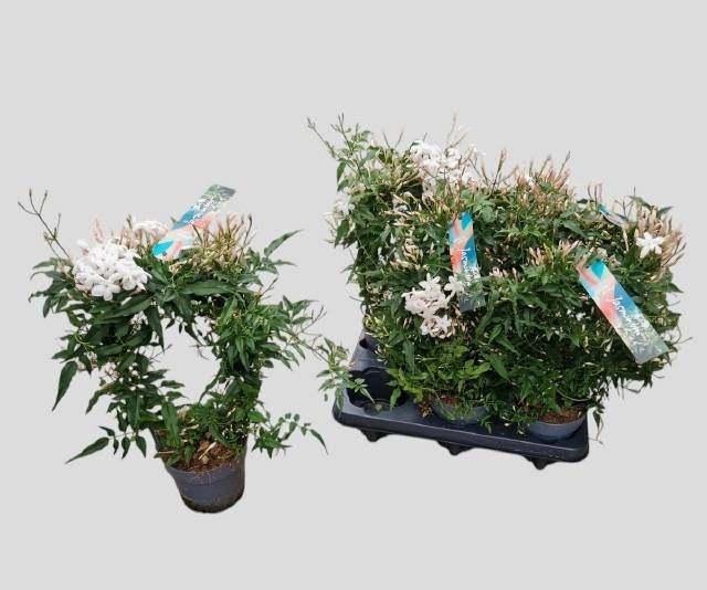 <h4>JASM POLYANTHUM WIT</h4>