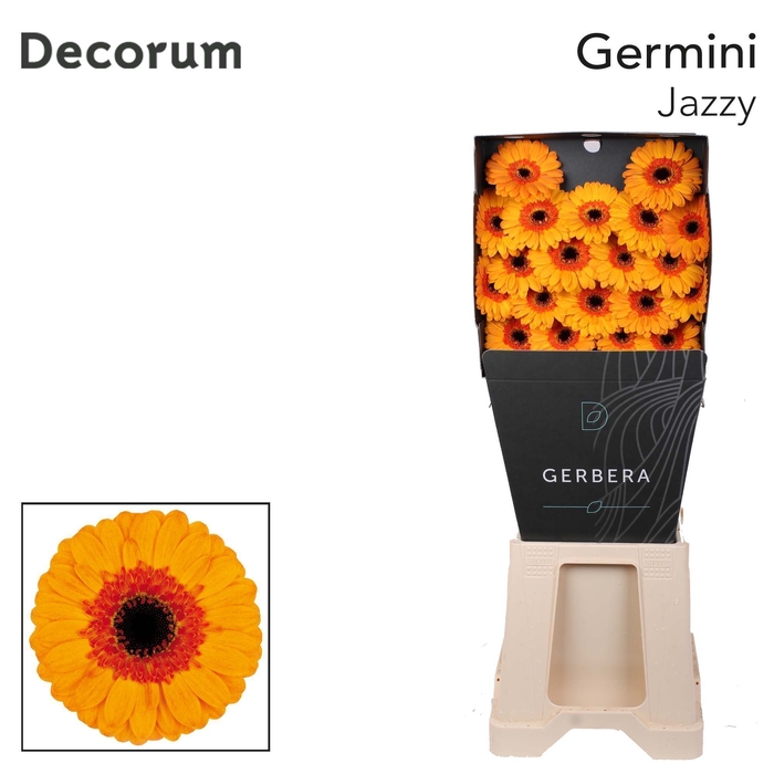 <h4>Germini Jazzy Diamond</h4>