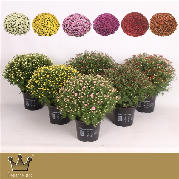 <h4>Chrysanthemum P19 Scandinavië Mix</h4>