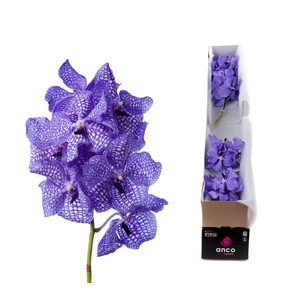 Vanda Kanchana Delft Blue X5