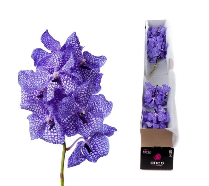 <h4>Vanda Kanchana Delft Blue X5</h4>