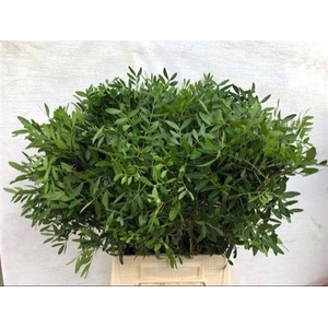 PISTACHE BLAD