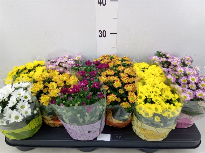 <h4>Chrysanthemum  'Swifty'  ...mix</h4>