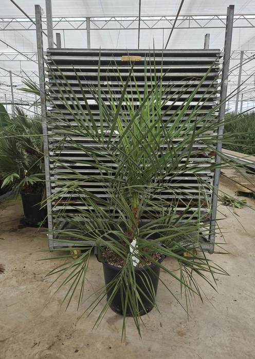 <h4>Butia capitata</h4>
