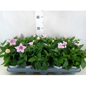 Platycodon grand. 'Pop Star Pink'