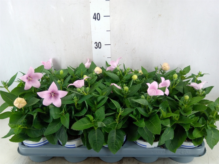 <h4>Platycodon grand. 'Pop Star Pink'</h4>