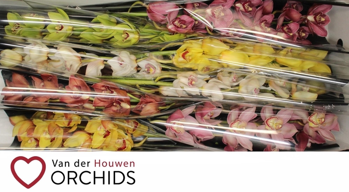 <h4>Gemengd 80 cm x 8</h4>