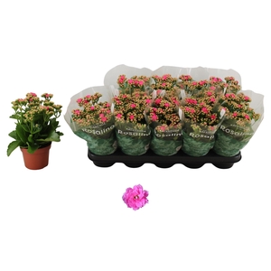 KALAN CALAN PINK NANDO P12