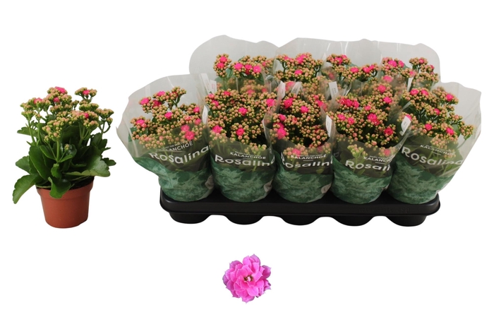 <h4>KALAN CALAN PINK NANDO P12</h4>