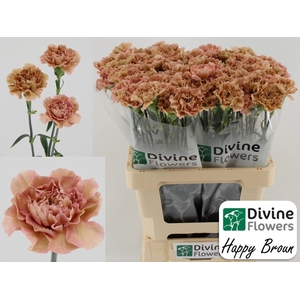 Dianthus ST 'Happy Braun'