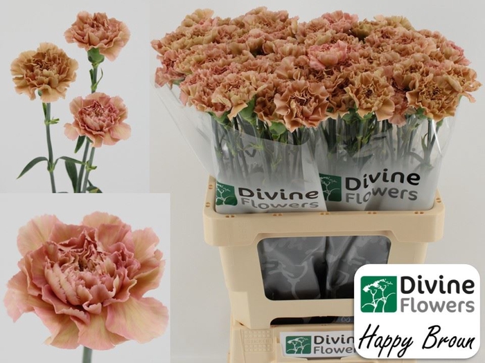 <h4>Dianthus ST 'Happy Braun'</h4>