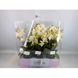 Phalaenopsis multi.   ...white