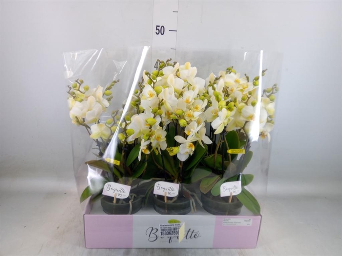 <h4>Phalaenopsis multi. ...white</h4>