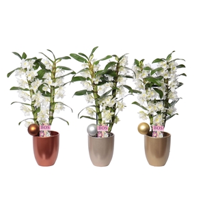 Dendrobium Nobilé, Classic Apollon 2-tak 'Lotte Christmas'
