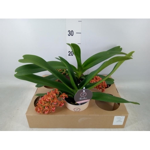 Rhynchostylis gig. 'Aromatiq Evoke'