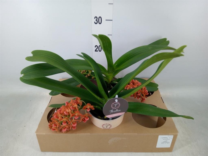 <h4>Rhynchostylis gig. 'Aromatiq Evoke'</h4>