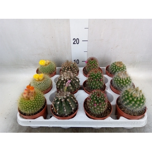 Cactus   ...flowering mix