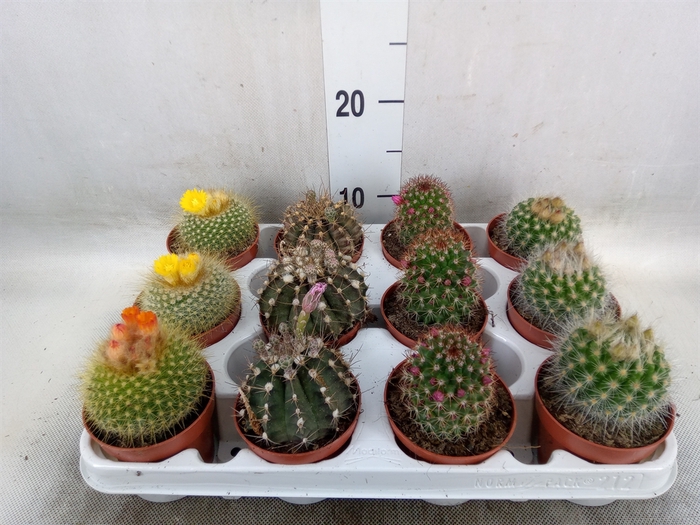 <h4>Cactus   ...flowering mix</h4>