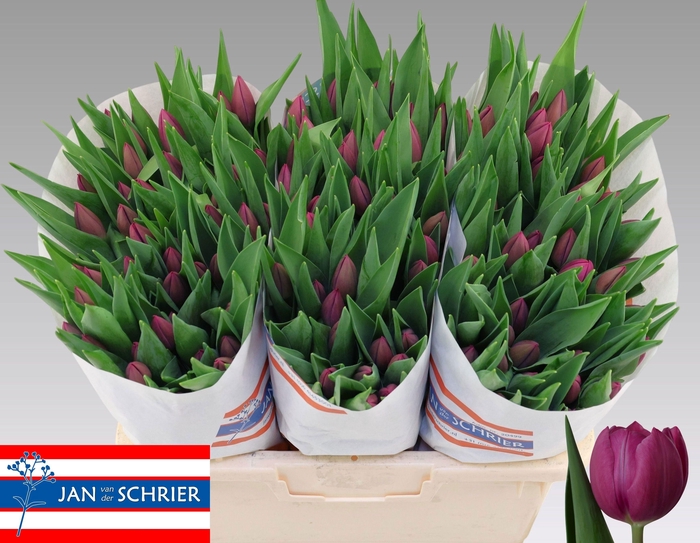 <h4>Tu En Purple Desire</h4>