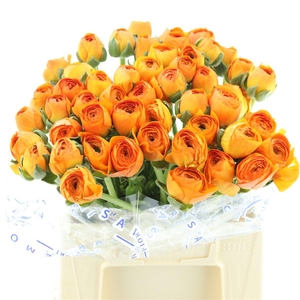 Ran Su Sr Lambada Orange