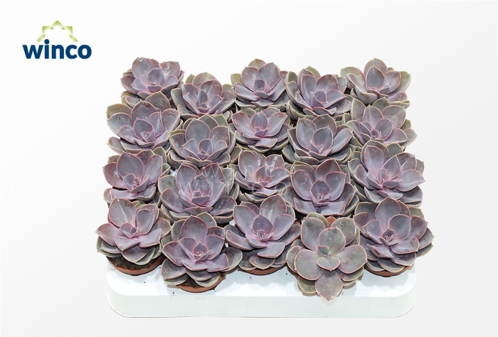 <h4>Echeveria Pearl Von Neurenberg</h4>