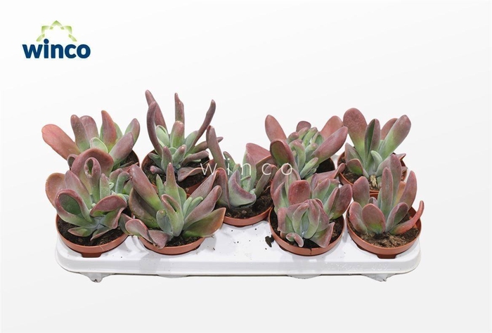 Kalanchoe Oricula (red)