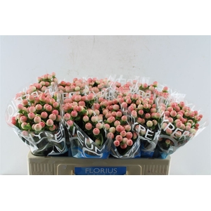 Hyp Coco Tiamo 50cm