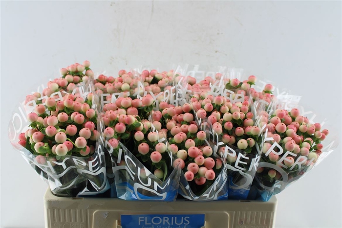 <h4>Hyp Coco Tiamo 50cm</h4>
