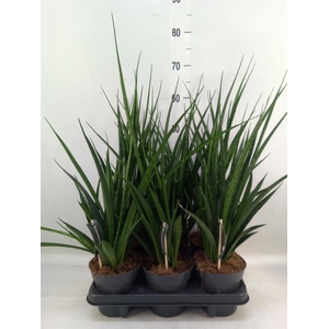 Sansevieria kirkii 'Friends'