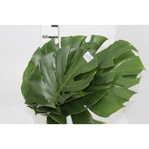 FOLH MONSTERA DELIC. 050 CM