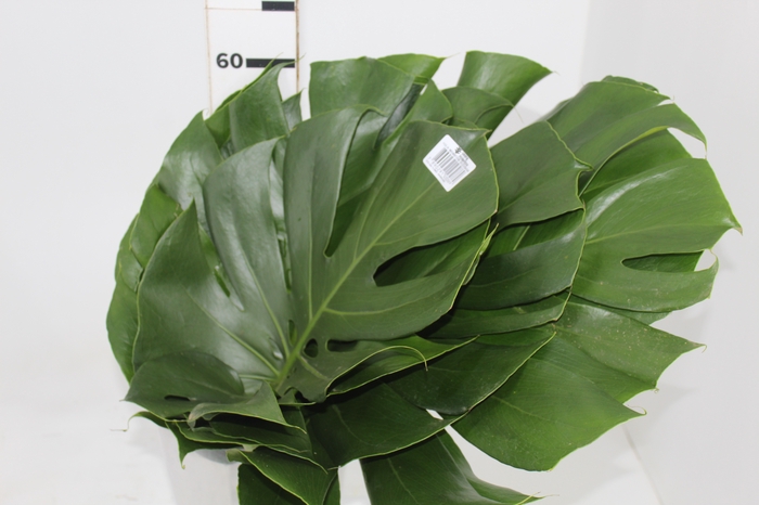 <h4>FOLH MONSTERA DELIC. 050 CM</h4>