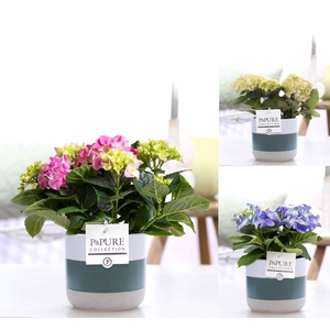 Hydrangea mix in P&PURE Lauren ceramics