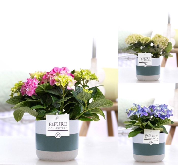 <h4>Hydrangea mix in P&PURE Lauren ceramics</h4>