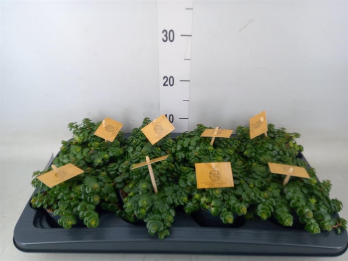 <h4>Sedum makinoi 'Kosmosje'</h4>