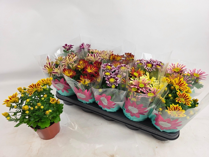 <h4>CHRYS GEM 6 KL</h4>