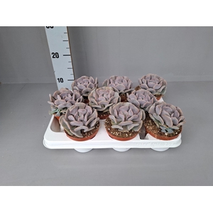 Echeveria   ...