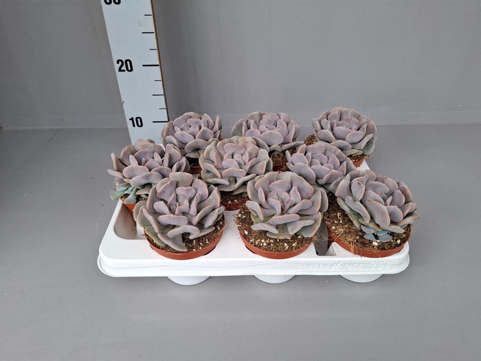Echeveria   ...