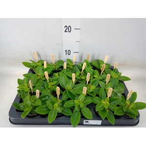 Peperomia pros. 'Pixie'