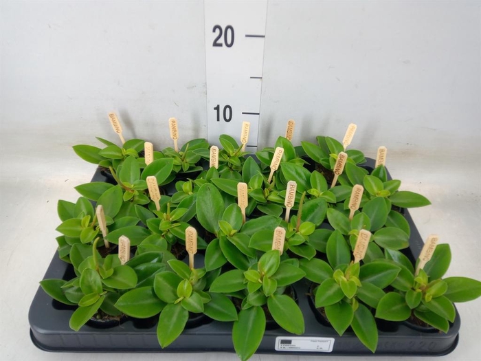 <h4>Peperomia pros. 'Pixie'</h4>