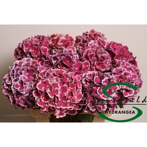 HYDR M MAG R HARLEQU