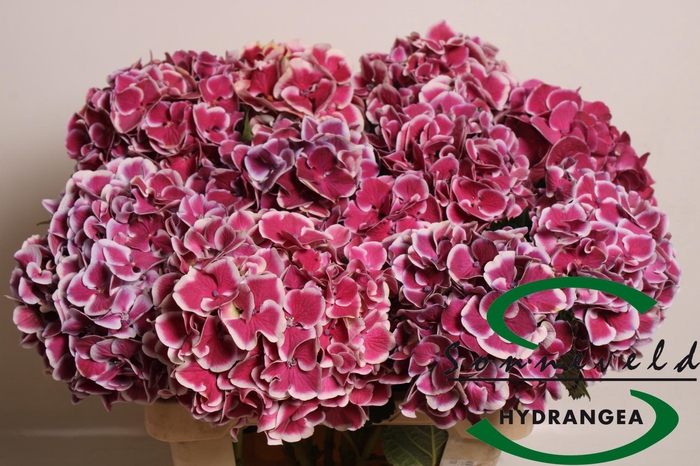 <h4>HYDR M MAG R HARLEQU</h4>