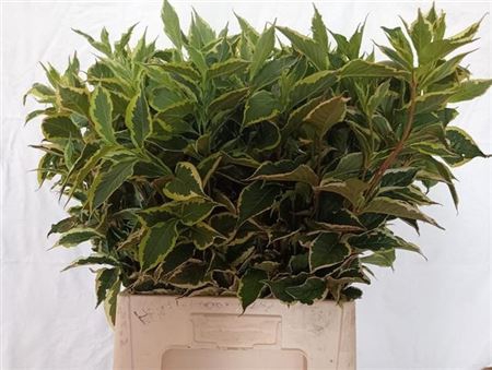 <h4>Weigela Fl Elstead</h4>