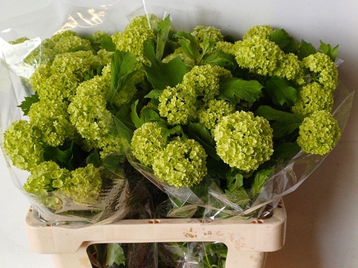 <h4>VIBURNUM ROSEUM ST</h4>