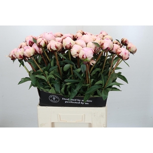 Paeonia Reine Hortense XXL