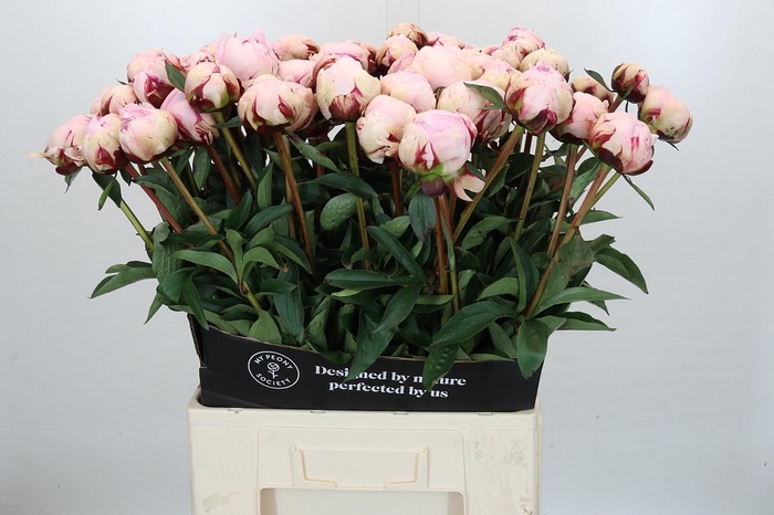 <h4>Paeonia Reine Hortense XXL</h4>