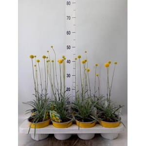 Craspedia globosa 'Golf Beauty'