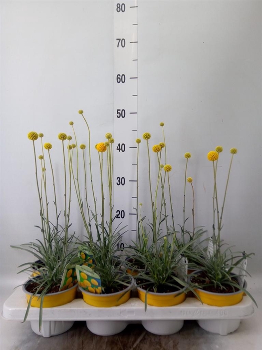 <h4>Craspedia globosa 'Golf Beauty'</h4>