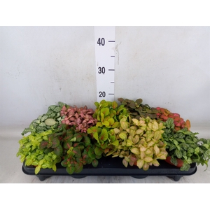 Fittonia   ...mix