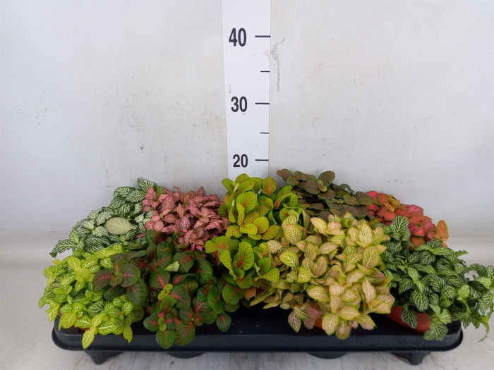 <h4>Fittonia   ...mix</h4>