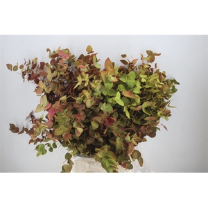 Euca Cinerea De Luxe 200gr P Bunch